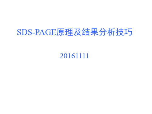 SDS-PAGE原理及结果分析技巧