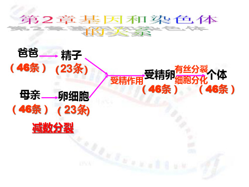 高中生物减数分裂和受精作用人教版必修二名师公开课获奖课件百校联赛一等奖课件