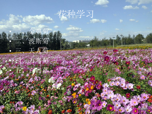 波斯菊、金鸡菊、万寿菊、百日草、天人菊