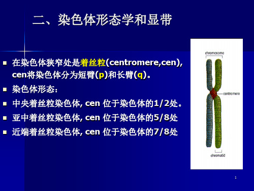 染色体带型分析