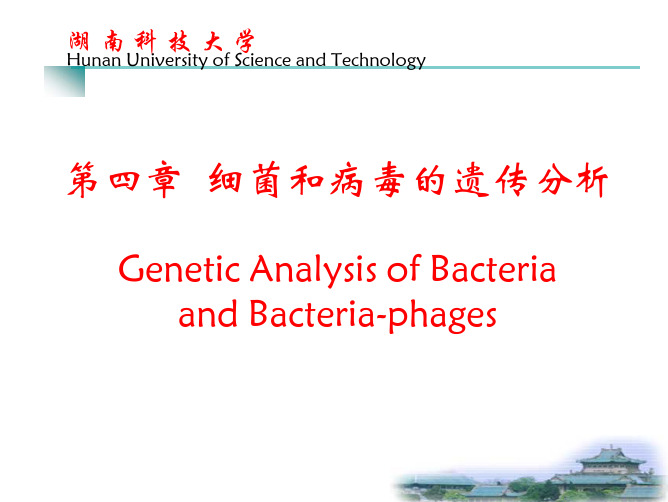 05-- 细菌和病毒的遗传分析