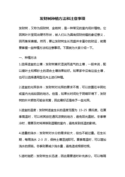 发财树种植方法和注意事项