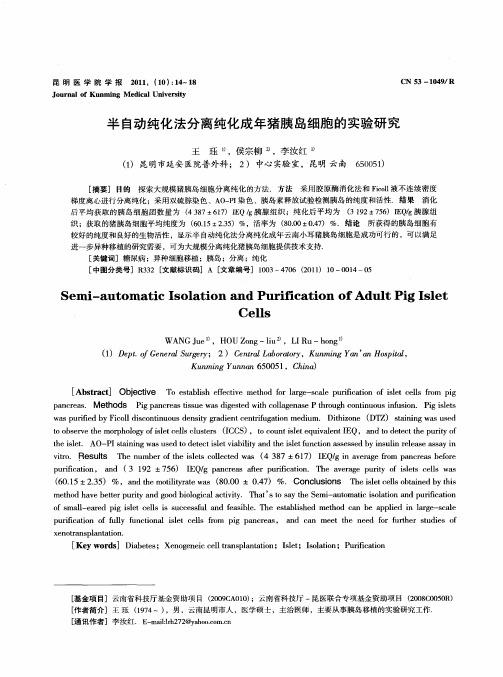 半自动纯化法分离纯化成年猪胰岛细胞的实验研究