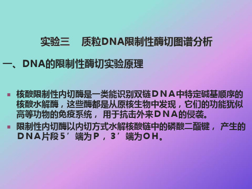 质粒DNA限制性酶切图谱分析