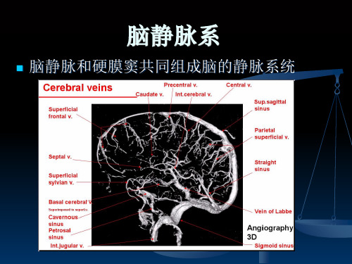 脑血管解剖(脑静脉系)