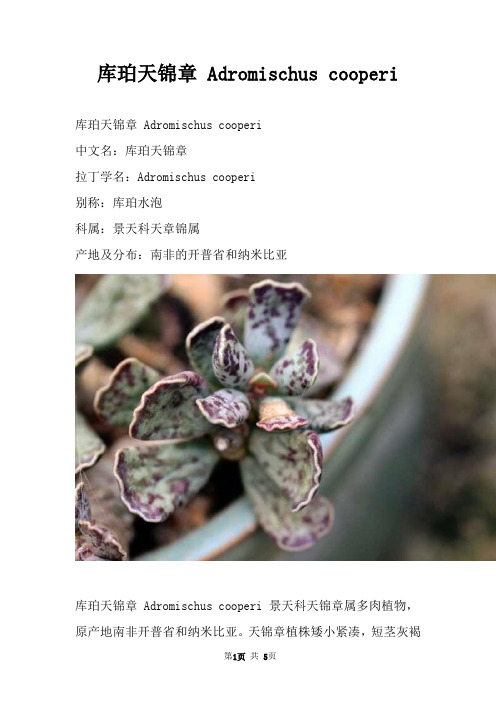 库珀天锦章 Adromischus cooperi