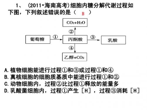 细胞呼吸(第一轮复习)