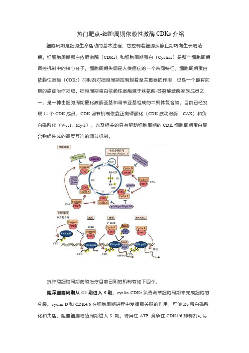 细胞周期依赖性激酶CDKs介绍