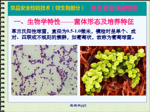 微生物-金黄色葡萄球菌