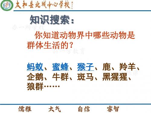【初中生物】社会行为PPT课件19