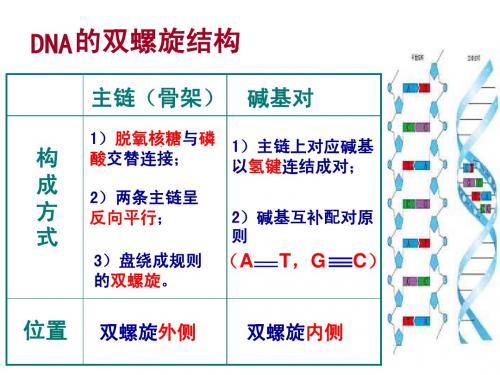 高中生物3-3DNA分子的复制