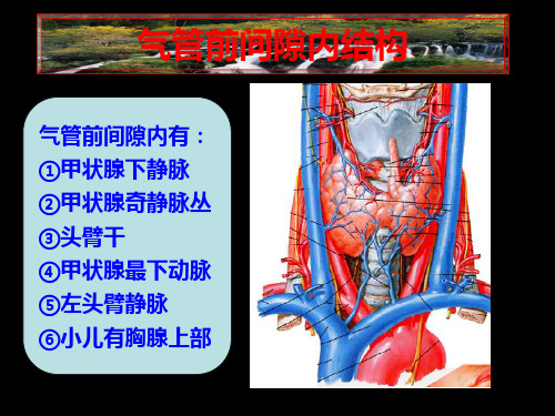 (局部解剖学)第二章颈部(二)PPT课件