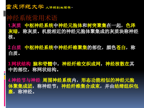 人体解剖生理学第三章神经系统解剖教材课件