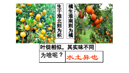 人教版必修2 地理：3.1 农业的区位选择  课件(共44张PPT)