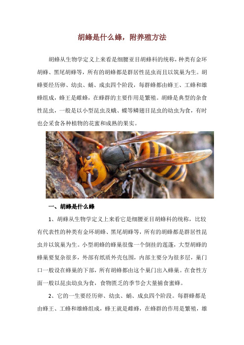 胡蜂是什么蜂,附养殖方法