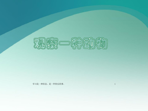 新教科版一年级科学下册科学《观察一种动物》精品课件