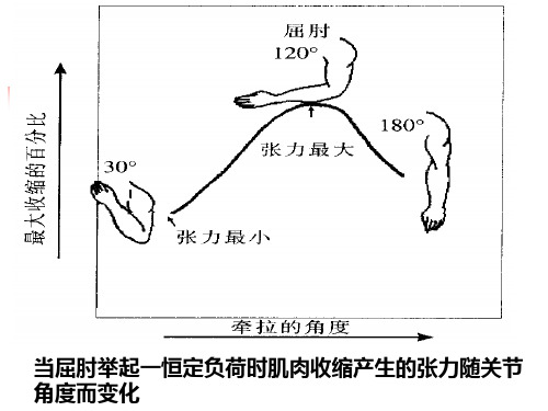 肌肉收缩的形式及力学分析