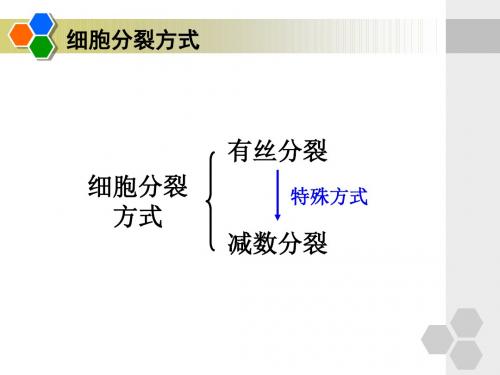 【高中生物必备】细胞分裂复习