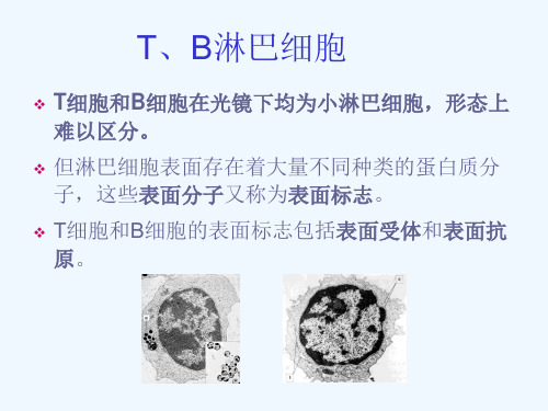 动物免疫学免疫细胞