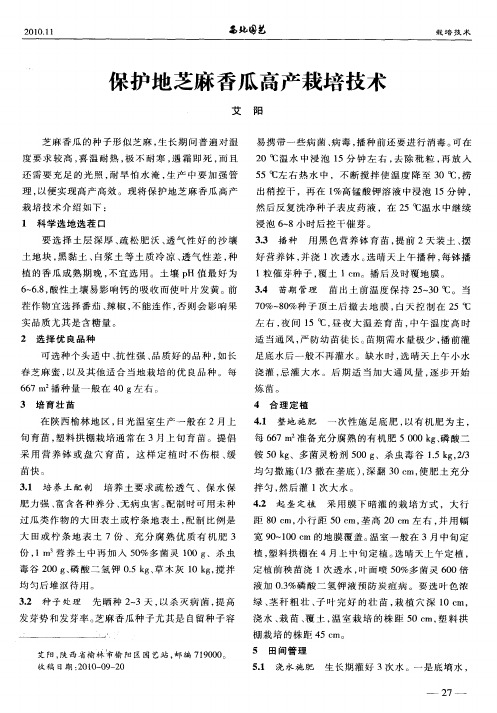 保护地芝麻香瓜高产栽培技术