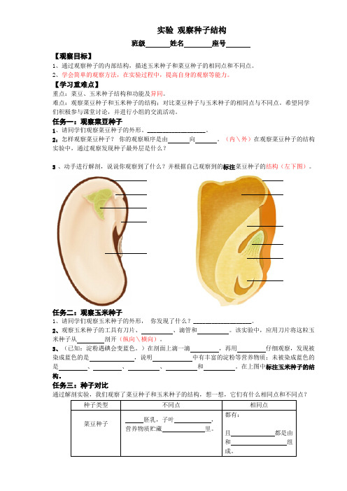 观察种子结构实验报告  生物优秀教学设计(教案)