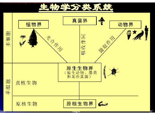 第六章  孢粉学