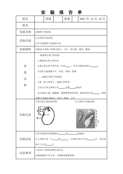 观察种子的结构实验报告单