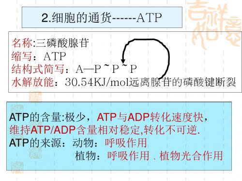 高中生物课件 第三节 ATP的主要来源 —细胞呼吸