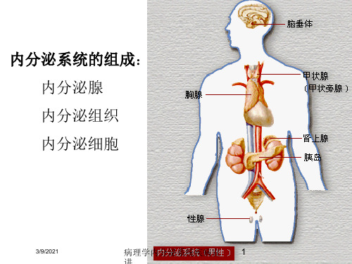 病理学内分泌系统疾病宣讲培训课件