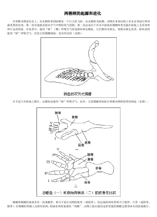 两栖纲的起源和进化