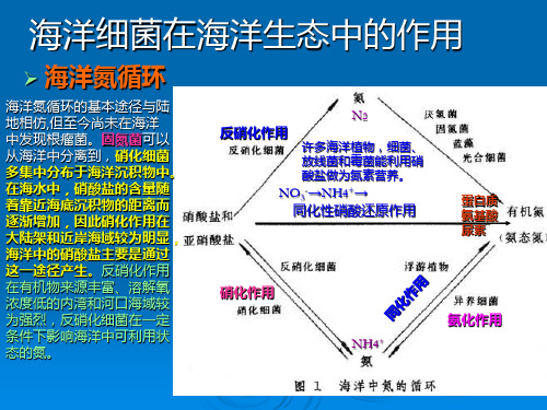 海洋生物学ppt课件