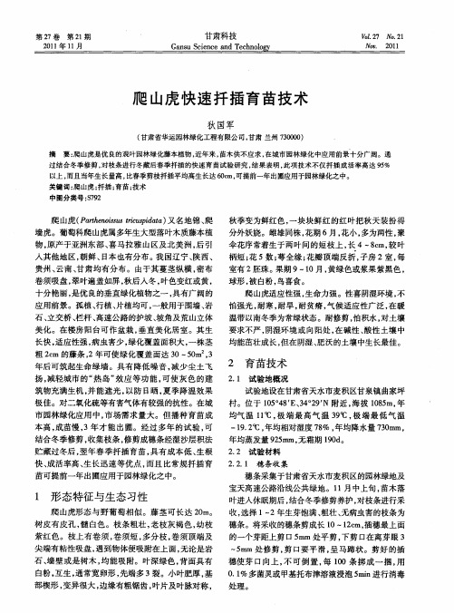 爬山虎快速扦插育苗技术