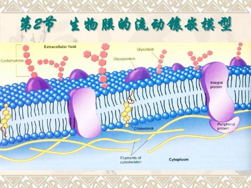 高中生物生物膜的流动镶嵌模型PPT33 人教课标版