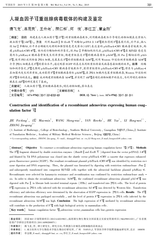 人凝血因子Ⅶ重组腺病毒载体的构建及鉴定