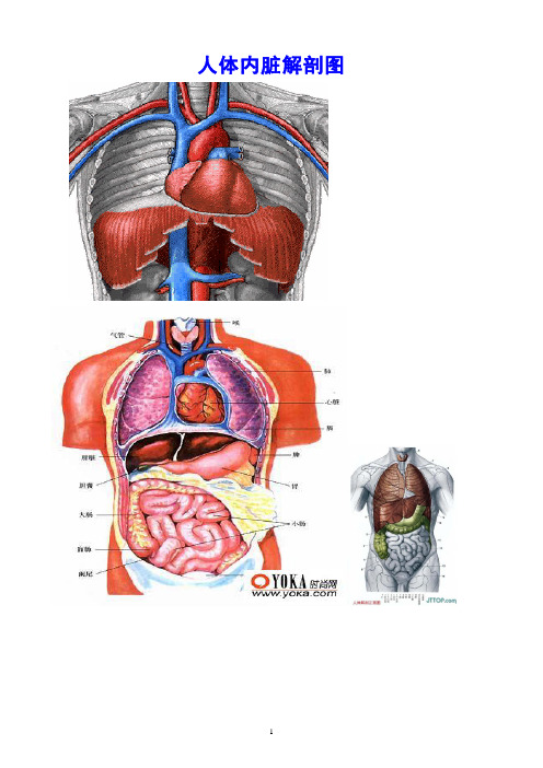 2020年整理人体各部分及内脏解剖图(全).doc