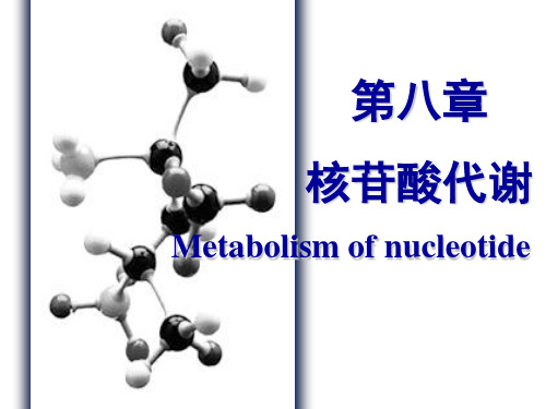 第8章 核苷酸代谢