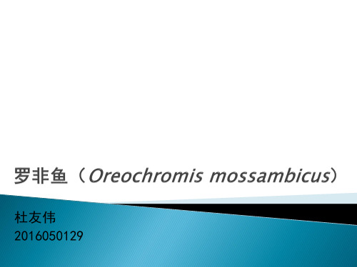 罗非鱼(Oreochromis mossambicus)