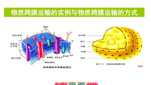 自主学习能力测评高三生物一轮复习物质跨膜运输的实例与物质跨膜运输的方式