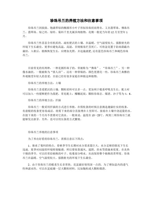 珍珠吊兰的养殖方法和注意事项