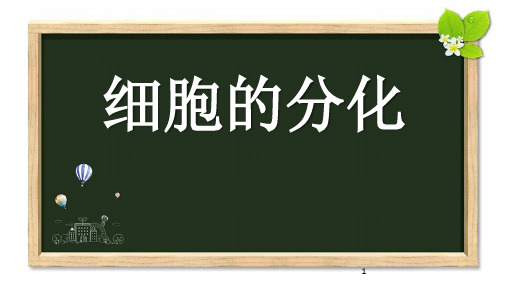 人教版高中生物必修一《细胞的分化》课件