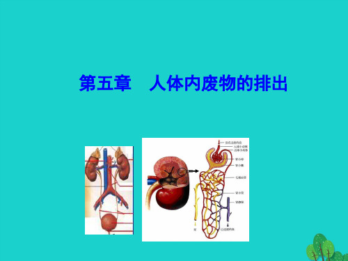 七年级生物下册45人体内废物的排出课件