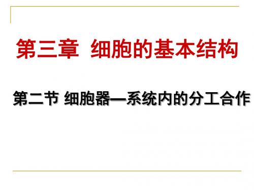 人教版高中生物必修一：第3章第二节 细胞器──系统内的分工合作课件(共48张PPT)