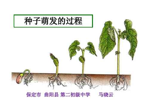 冀少儿版八年级上册生物：第一节 种子萌发的过程