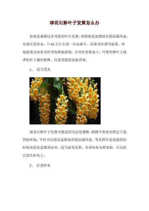 球花石斛叶子发黄怎么办