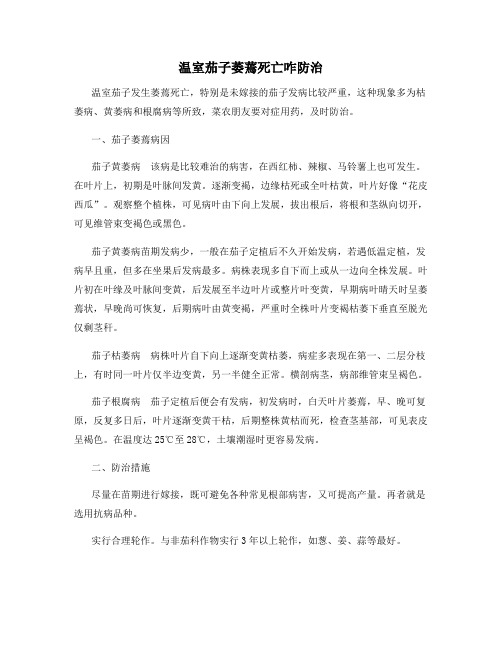 温室茄子萎蔫死亡咋防治