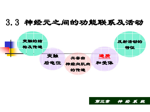 3.3 神经元之间的功能联系及活动