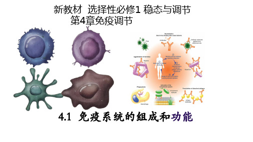 4.1+免疫系统的组成和功能-高二生物课件(2019人教版选择性必修1)