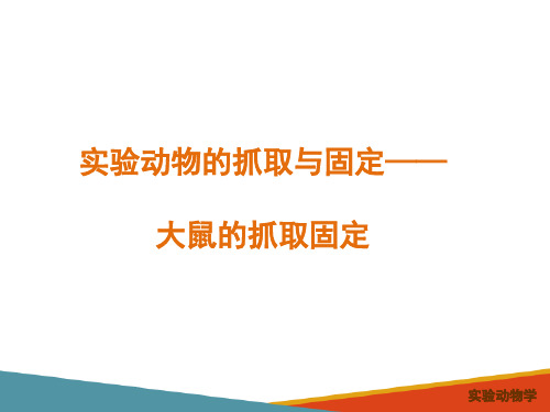 动物实验常用技术—实验动物的抓取与固定