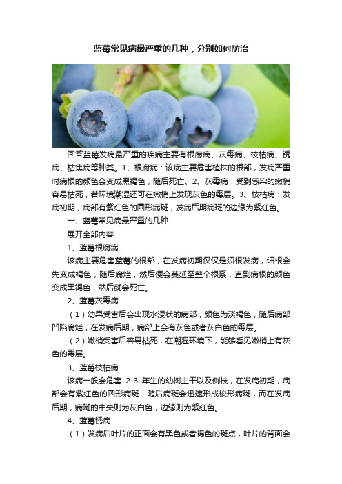 蓝莓常见病最严重的几种，分别如何防治