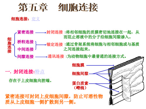 细胞连接和细胞外基质